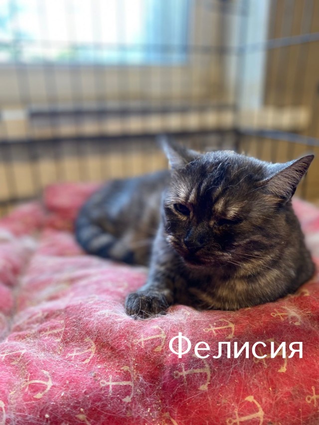 Жизнь домашнего приюта "Котоленд" 512