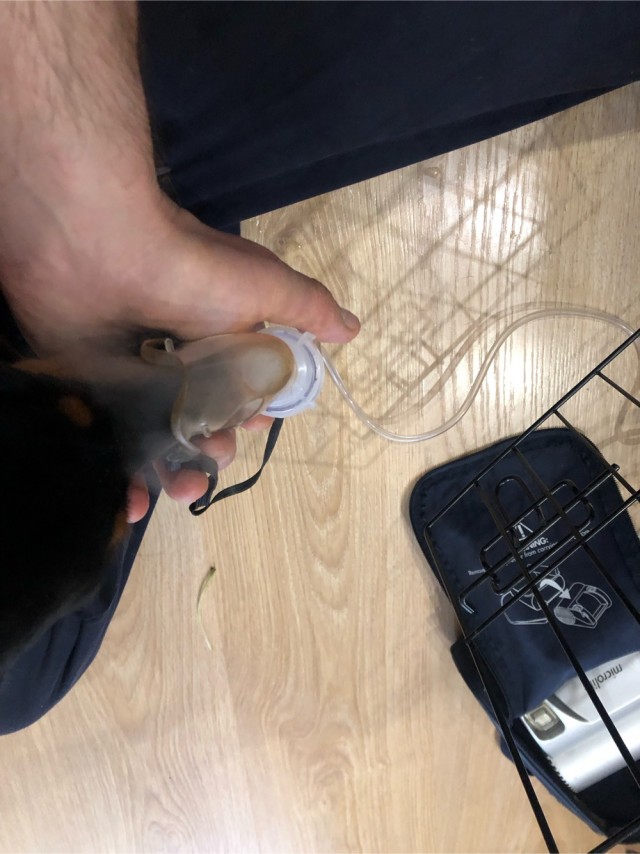 К собакотчевергу Макс и Рони. Добавляйте пожалуйста фото своих  питомцев