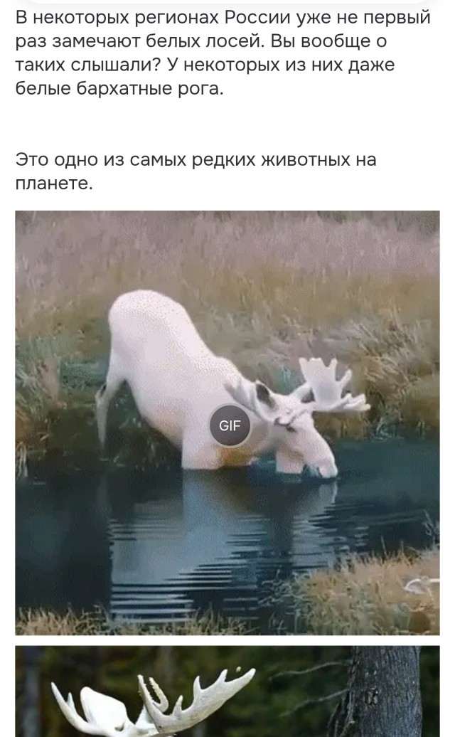 Редчайшего белого лося случайно заснял мужчина в лесу