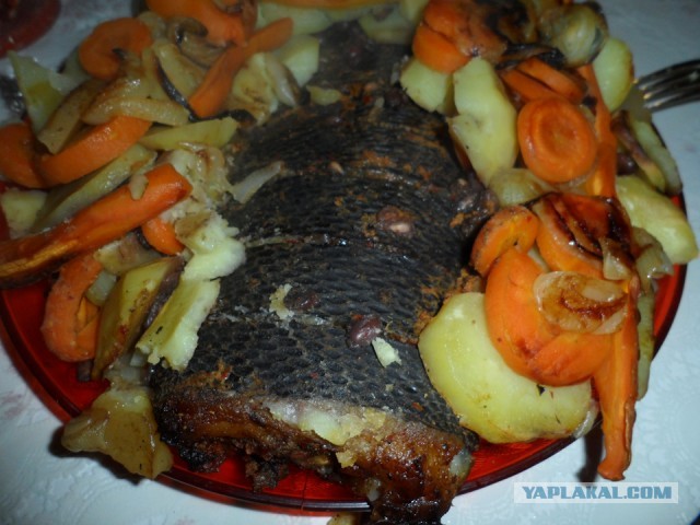 Бобёр повалил дерево прямо на припаркованную машину в районе Чёрной речки в Питере