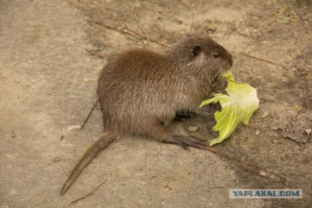 Одолели крысы на участке..