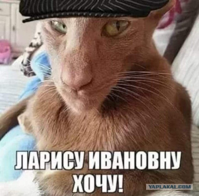 Тут любят ушастеньких