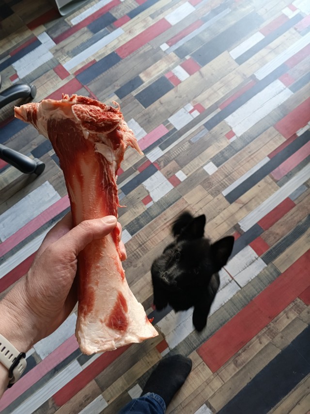 Собакочетверг же, но кошку из фото не выкинешь