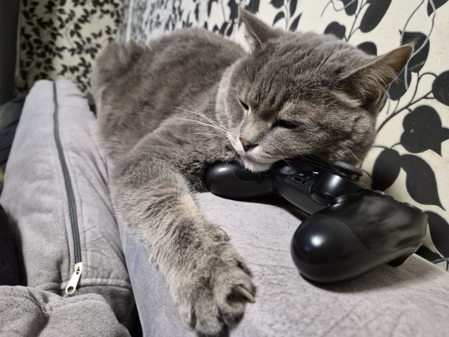 Котовторник