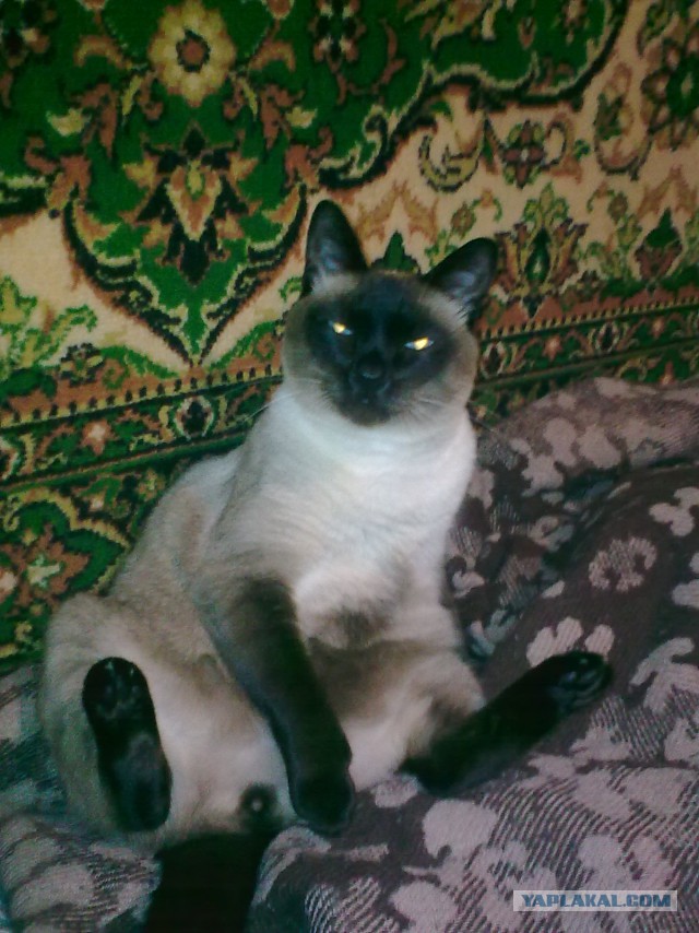 Кот барсик