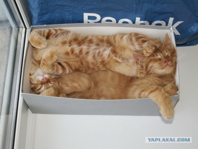 Кот в квадрате