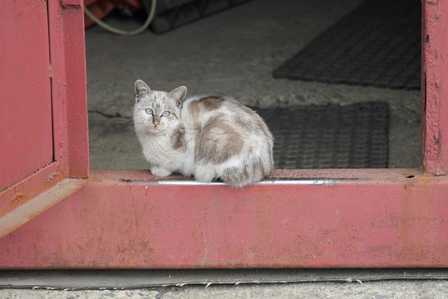 Котовторник   15.04.2014