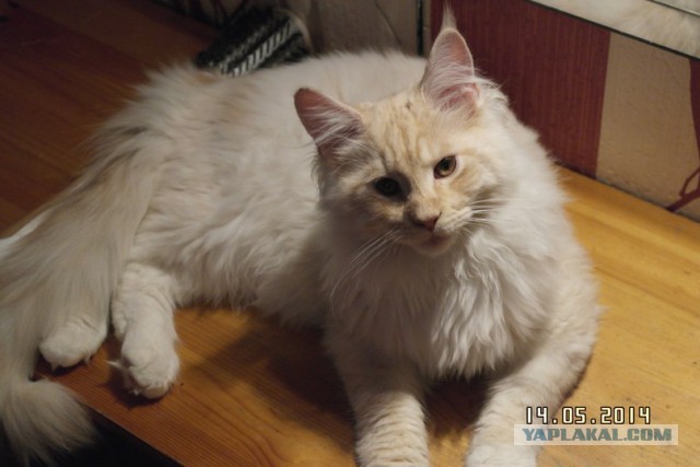 Котовторник 20.05.2014