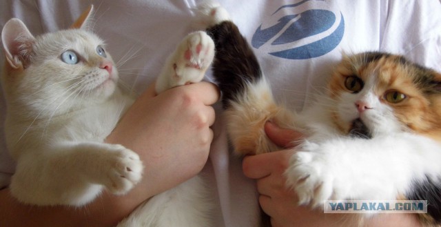 Котовторник 31.03.2015