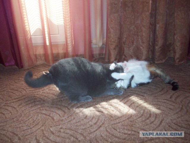 Котовторник