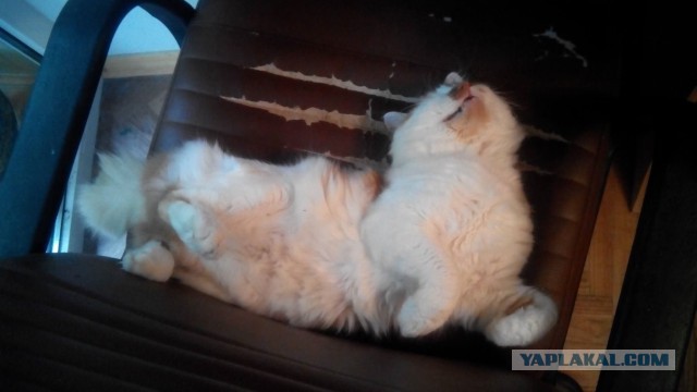 Котовторник   02.06.2015