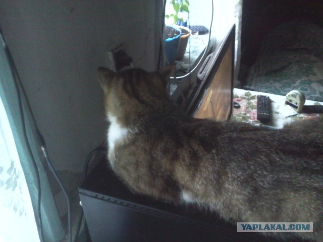 Котовторник