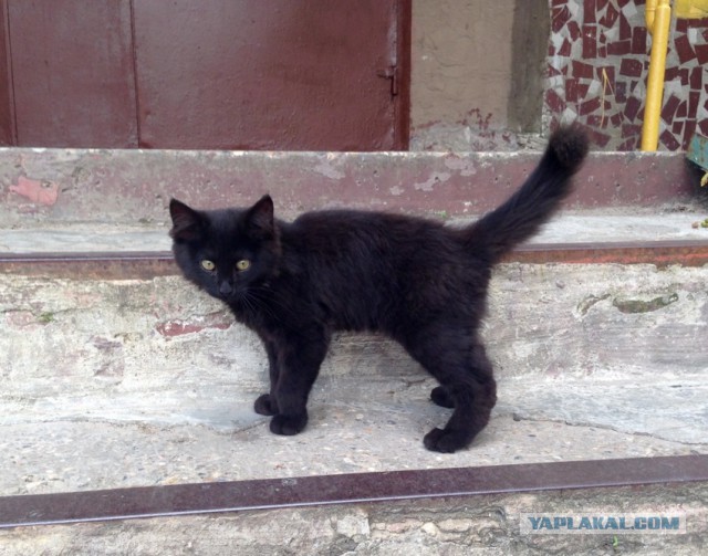 Котовторник 7.07.2015