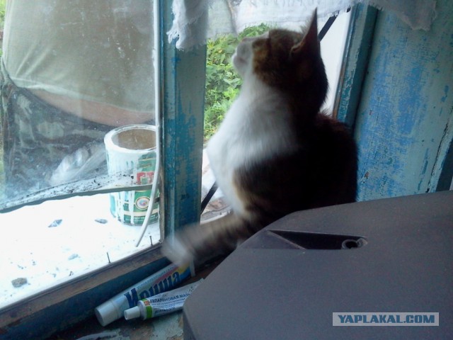 Котовторник 14.07.2015
