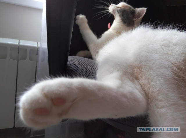 Котовторник