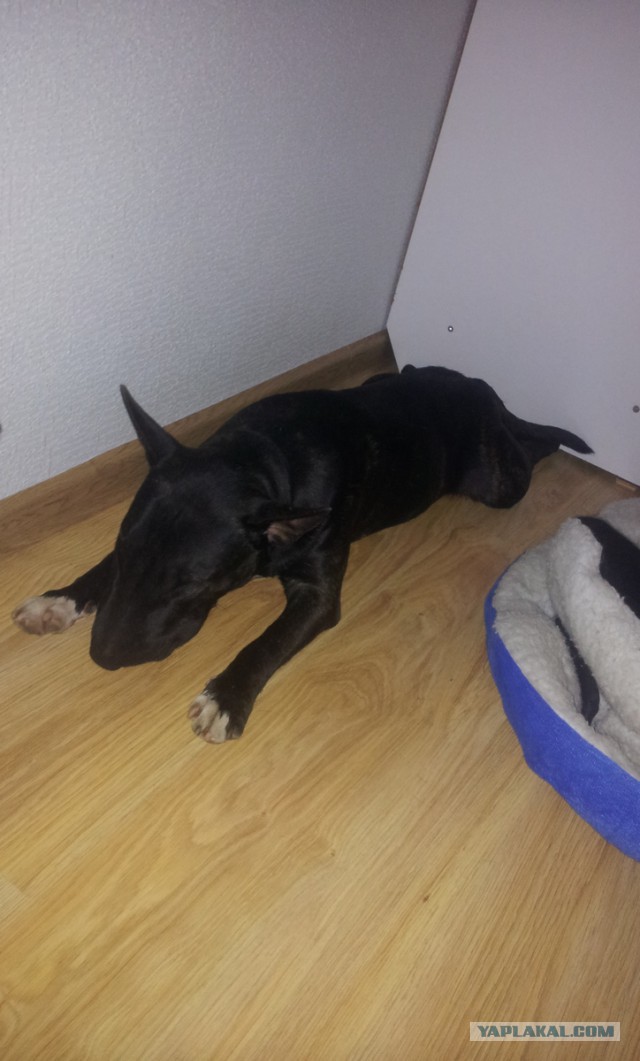 10 удивительных фактов о том, как спят животные