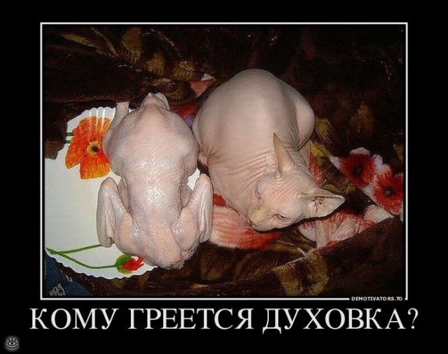 Прикольные картинки