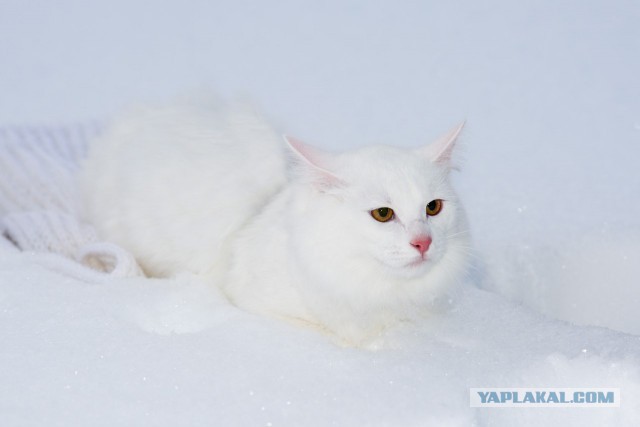 Котовторник 26.01.2016