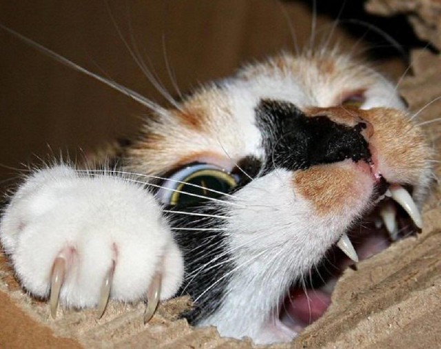 Картинки и приколы из сети