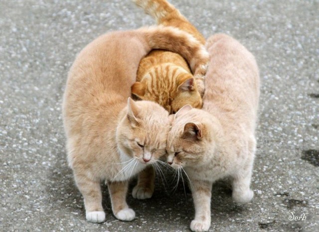 Кот с кошкой так влюблены друг в друга, что не могут скрыть свои чувства