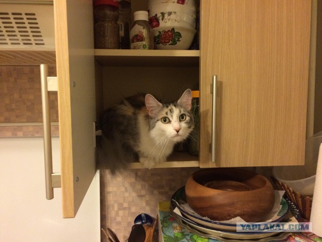 Котовторник 13.12.2016