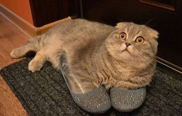 Коты из сети
