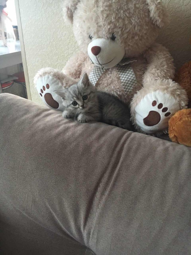 Котовторник