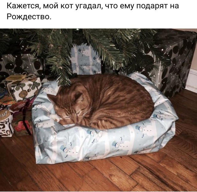 Коты и Кошки