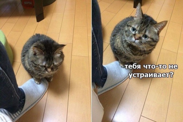 Прикольных котов пост