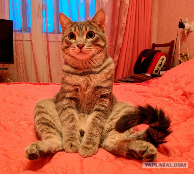 Котовторник 30.01.2018