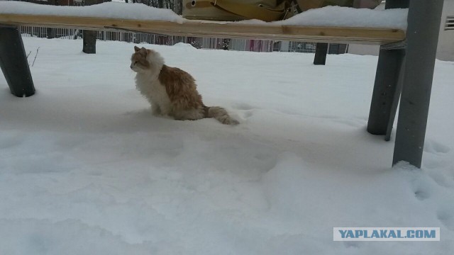 30 способов использования котов в хозяйстве