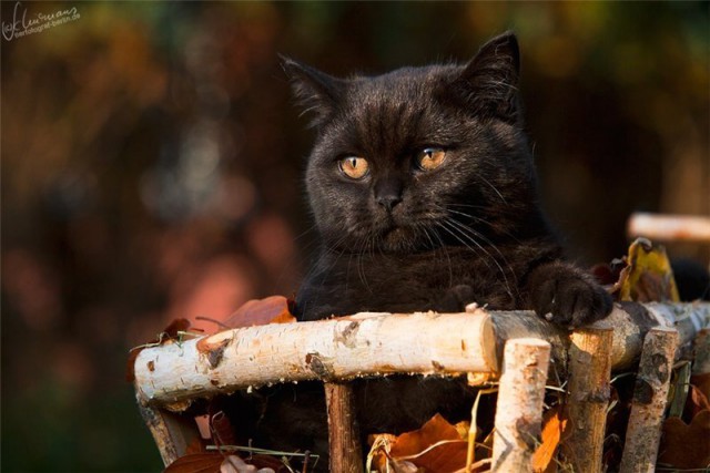 Кот без прикрас