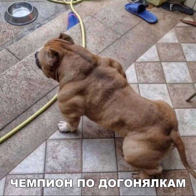 Живность из сети