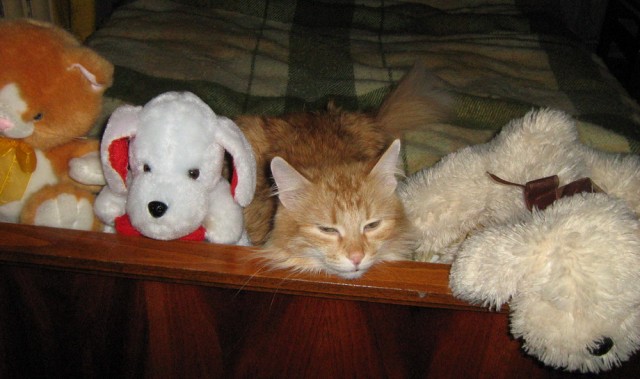 Котомет на вторник 03.02.08