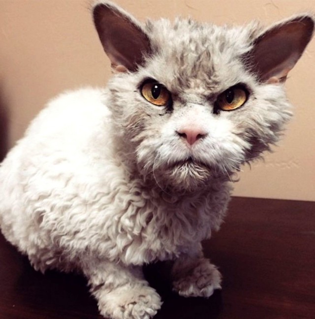 Котовторник 19.06.2018
