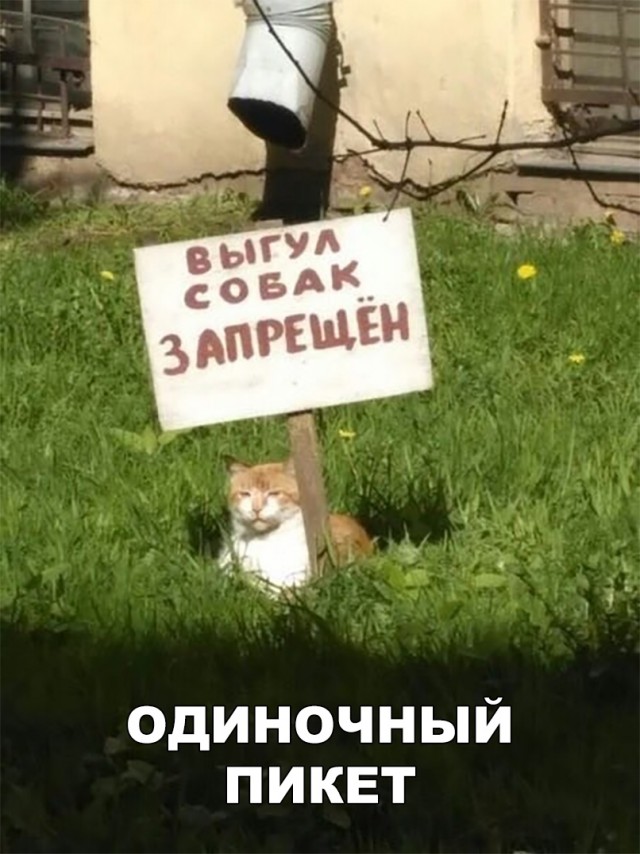 Немного милоты