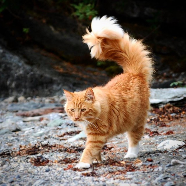 Рыжий норвежский кот с роскошным хвостом обожает гулять с людьми по дикой природе
