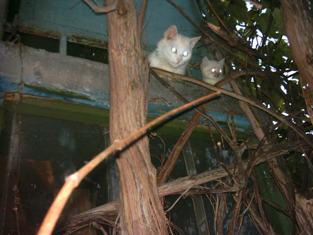 Кошарий