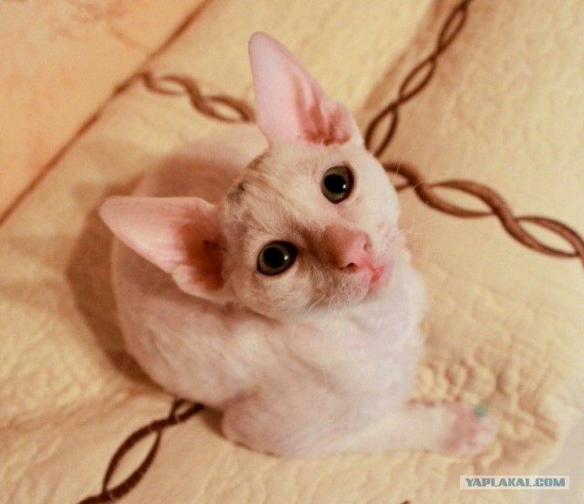 Самый длинный кот