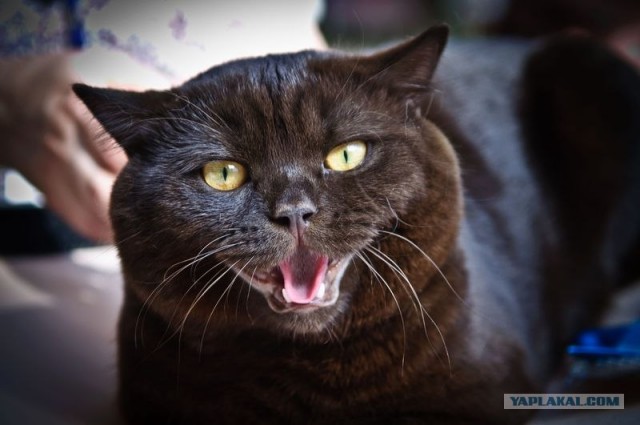 Котовторник на середину июня
