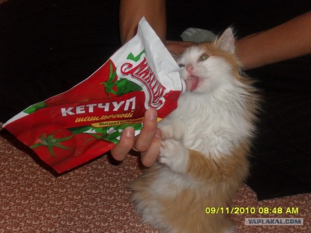 Котовторник в "КотоГетто"