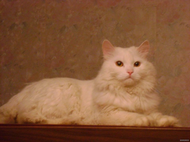 Котовторник 1.11.11