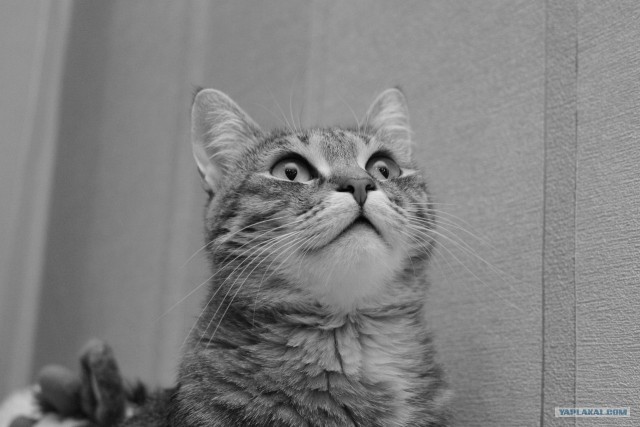 Котовторник 10.04.2012