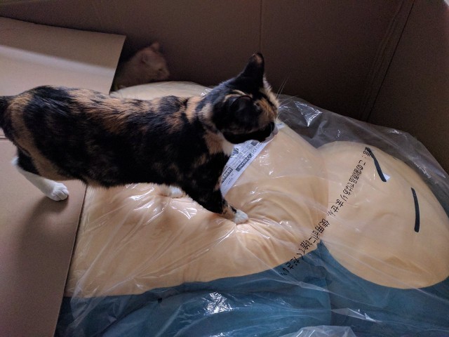 Прикольных котов пост