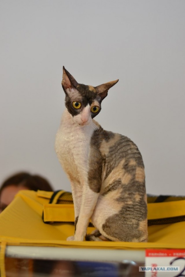 Котовторник   5.06.2012