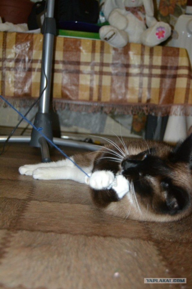 Котовторник  19.06.2012