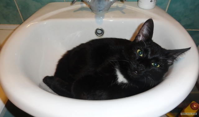 Новогодний Котовторник 01.01.2013