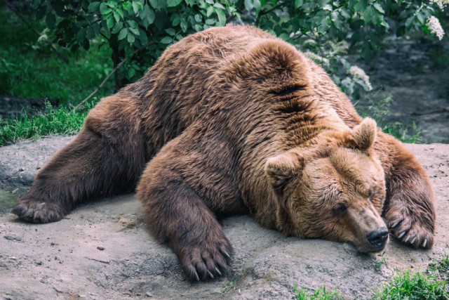 Медведи, это как котики, только медведи