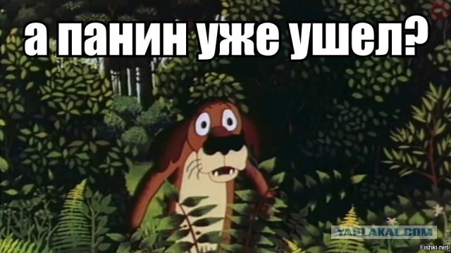 То пускают в самолеты животных, то не пускают...