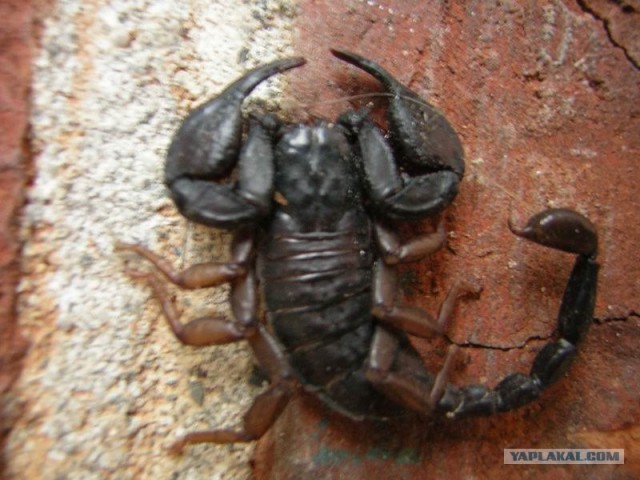 Абхазия (49 фото)